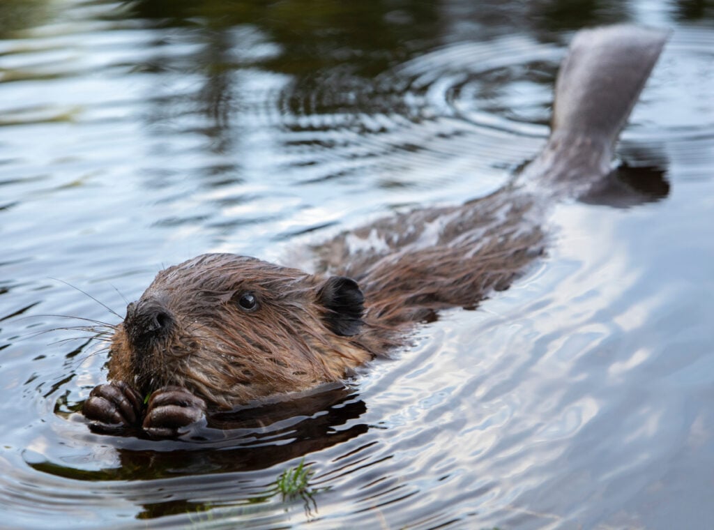a beaver swimming through the water