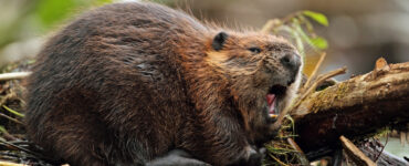 a beaver with its mouth open