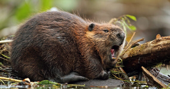 a beaver with its mouth open
