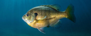 a massiv bluegill underwater