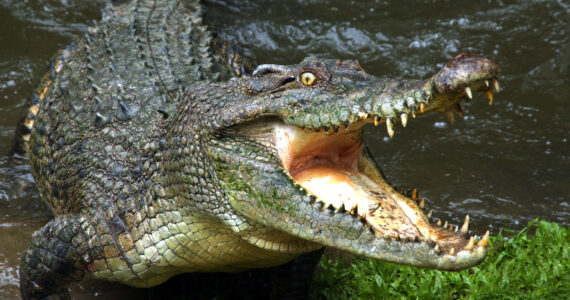 a giant crocodile with its mouth open on the bank of a river
