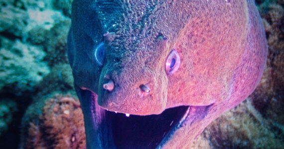 close up of a giant eel underwater