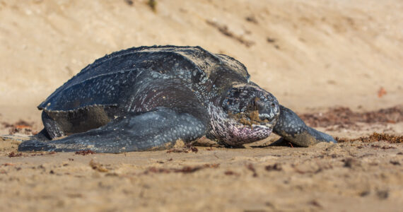 a massive leatherback sea turtle on the beach