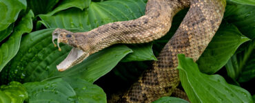 a rattlesnake with venom dripping from its fangs