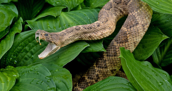 a rattlesnake with venom dripping from its fangs