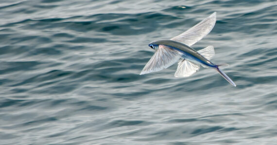 a flying fish soaring above the water