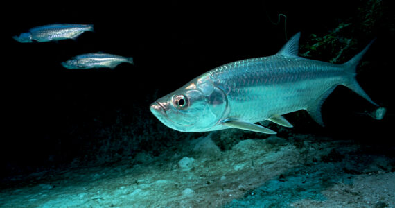 tarpon swimming underwater in the dark ocean