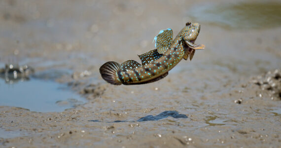 a mudskipper jumping out of the water onto land