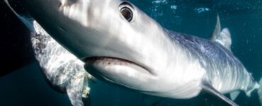 a close up of a blue shark's nose and face