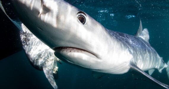 a close up of a blue shark's nose and face