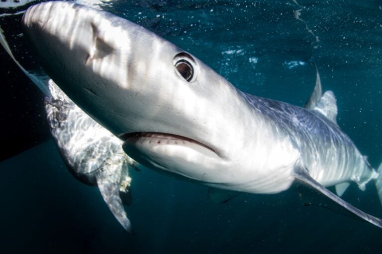 Can Sharks Smell Period Blood can-sharks-smell-period-blood