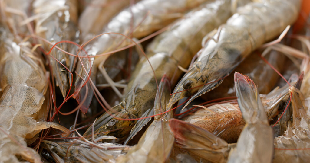 a pile of raw shrimp