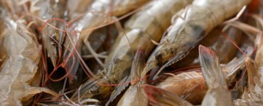 a pile of raw shrimp