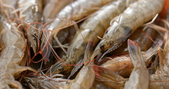 a pile of raw shrimp