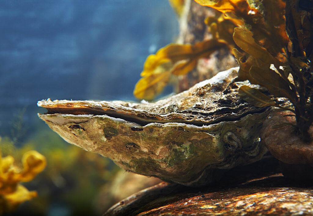 close up of an oyster underwater