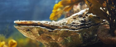 close up of an oyster underwater
