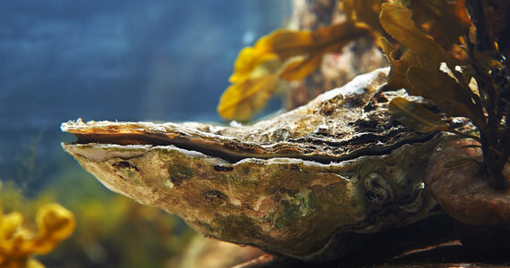 close up of an oyster underwater