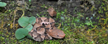 a juvenile copperhead snake coiled up