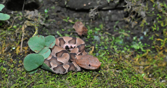 a juvenile copperhead snake coiled up