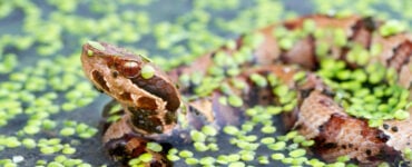 a water moccasin in the water