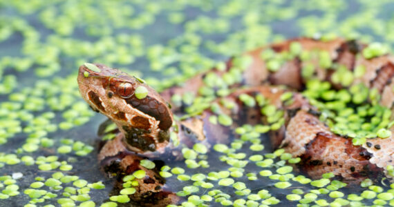 a water moccasin in the water