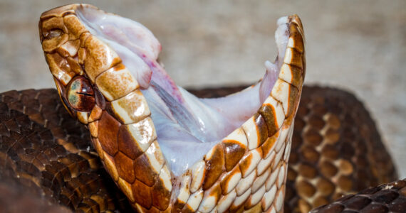 cottonmouth in a defensive posture