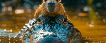 a capybara riding on a crocodile