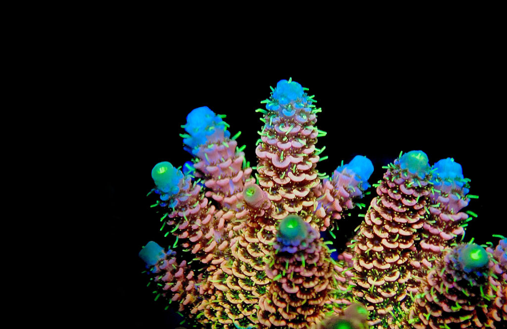 a closeup of coral