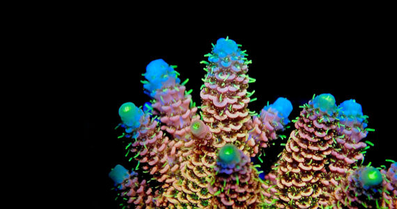 a closeup of coral