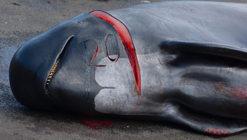 a whale killed in faroe islands by hunters