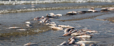 dead fish on the beach