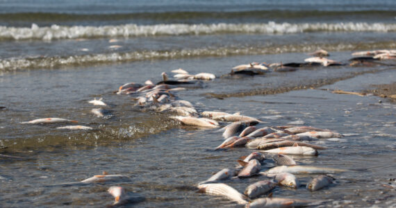 dead fish on the beach