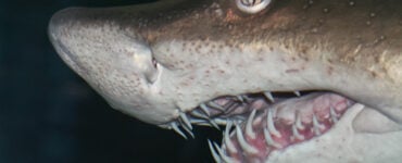 close up of a sand tiger shark