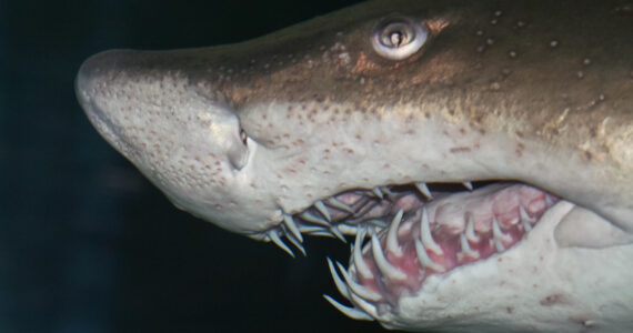close up of a sand tiger shark