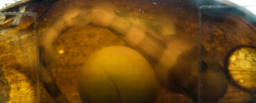 a bamboo shark in an egg pouch