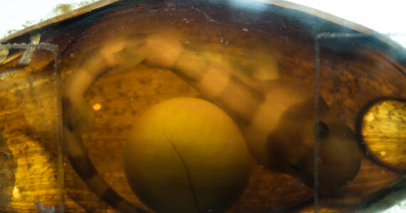 a bamboo shark in an egg pouch