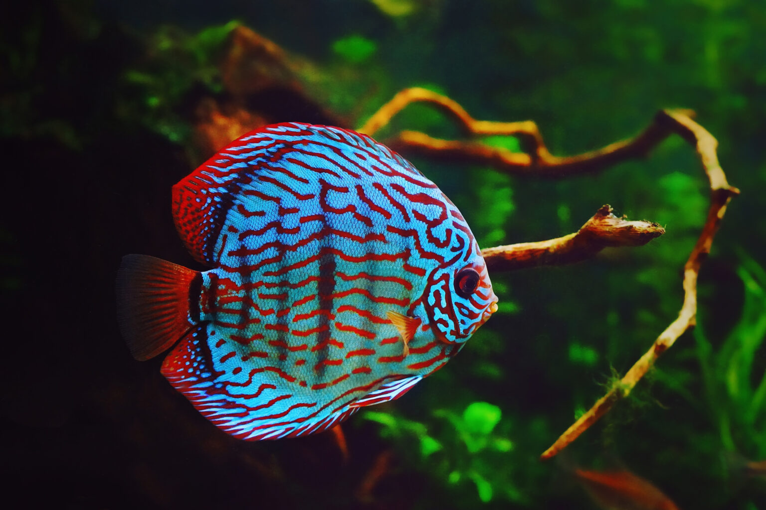 The Most Expensive Fish in the World is Mind-Blowing