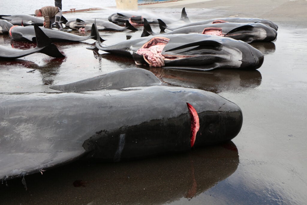 dead whales in faroe islands