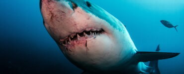 a great white shark up close underwater