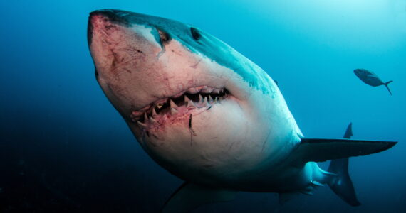 a great white shark up close underwater