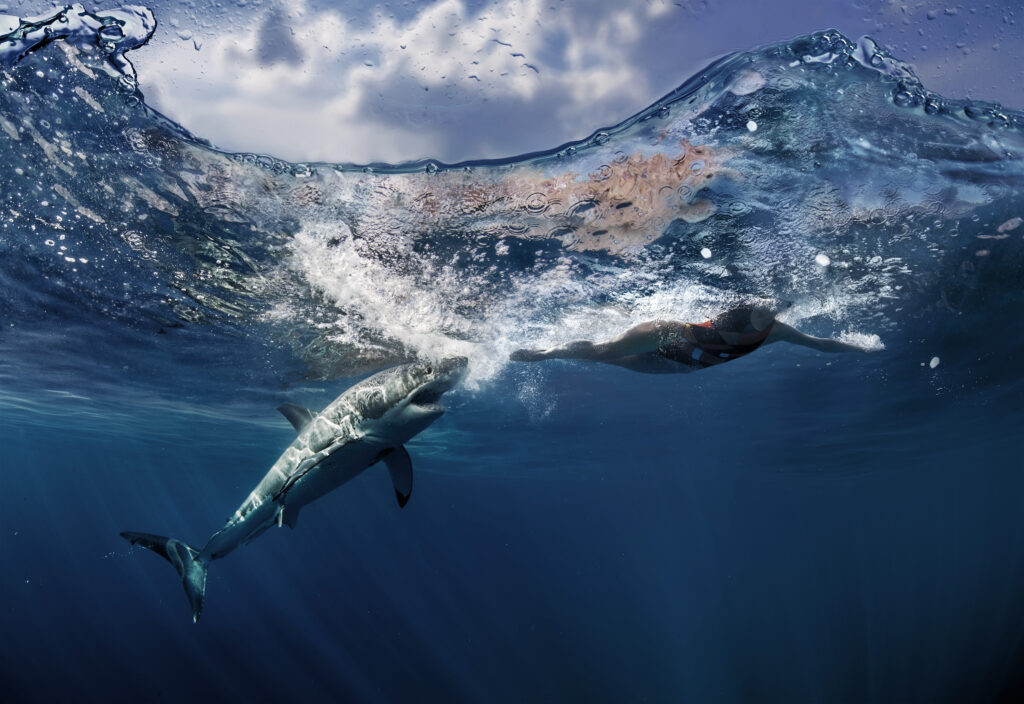 a great white shark attacking a person in the ocean