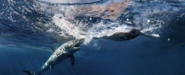 a great white shark attacking a person in the ocean