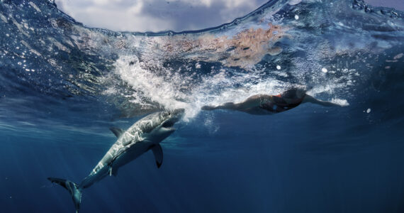 a great white shark attacking a person in the ocean