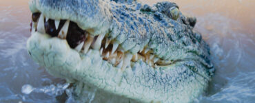 a saltwater croc coming out of the water