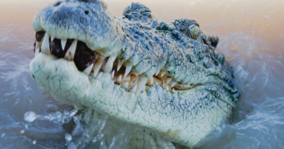 a saltwater croc coming out of the water