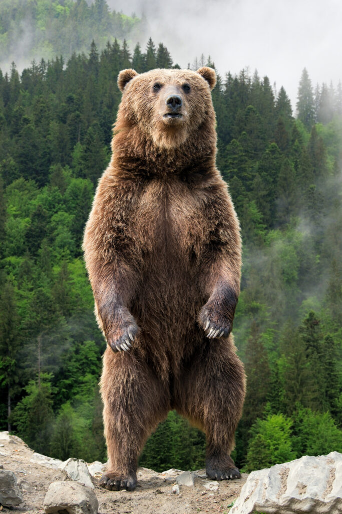 grizzly bear standing on its hind legs