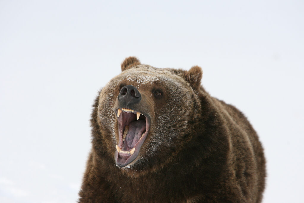 roaring grizzly bear