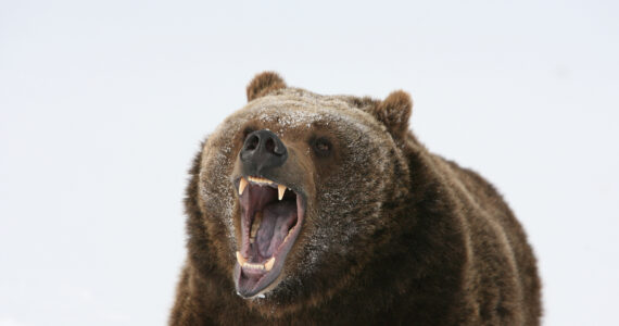 roaring grizzly bear