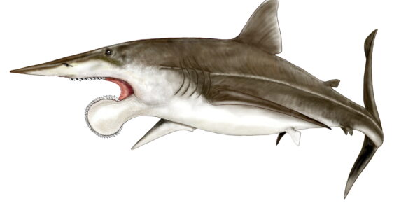 drawing of a helicoprion shark