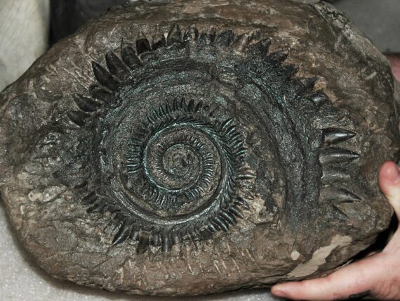 Meet the Prehistoric Shark With a Buzzsaw On Its Face